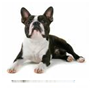 http://t0.gstatic.com/images?q=tbn:d-T0IQaz325bGM:http://www.dogs-central.com/dogs-puppies/boston-terrier-puppy/bostonterrier8.jpg