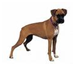 http://t2.gstatic.com/images?q=tbn:K8lasW6l1rTIaM:http://www.jphpk.gov.my/English/boxer.jpg