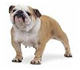 http://t0.gstatic.com/images?q=tbn:FJK8ZbLyyMHTxM%3Ahttp://www.jphpk.gov.my/English/english_bulldog.jpg