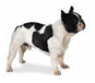 http://t0.gstatic.com/images?q=tbn:NOMoE8z2CADZBM%3Ahttp://www.jphpk.gov.my/English/french_bulldog.jpg