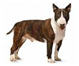 http://t0.gstatic.com/images?q=tbn:AsdAXPdL33JroM:http://retrieverman.files.wordpress.com/2009/01/bullterrier.jpg