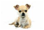 http://t2.gstatic.com/images?q=tbn:iCfG_1wVyPXbOM:http://www.dogbreeds123.com/images/chihuahua.jpg