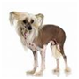 http://t3.gstatic.com/images?q=tbn:LlU_zj--Ra5qiM:http://www.doggies.com/images-new/breed-guide-dog-photos/Chinese_Crested_Dog_body.jpg