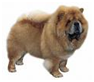 http://t2.gstatic.com/images?q=tbn:nQm-qUXfeAcfeM%3Ahttp://www.petcity.gr/images/products/chow_chow.jpg