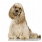 http://t2.gstatic.com/images?q=tbn:3_QKvwvJL2Tw5M%3Ahttp://www.pet-net.net/dogs-puppies/articles/American_Cocker_Spaniel.jpg