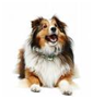 http://t2.gstatic.com/images?q=tbn:3_1WsQymC02PpM%3Ahttp://www.straysanatomy.com/wp-content/uploads/2009/02/collie1.jpg