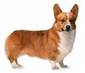 http://t2.gstatic.com/images?q=tbn:OC9KXhclSgAuVM%3Ahttp://www.pups4sale.com.au/welsh_corgi_pembroke_03a.jpg
