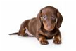 http://t3.gstatic.com/images?q=tbn:zoSHLr2sTLS5sM%3Ahttp://www.pets4you.com/dog_breed_description/images/dachshund.jpg