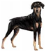http://t2.gstatic.com/images?q=tbn:rSfu_KwQEdP_GM%3Ahttp://animal.x0.com/dog/doberman-pinscher/a.gif