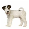 http://t1.gstatic.com/images?q=tbn:T2jlMjPOP86nSM%3Ahttp://www.stockphotopro.com/photo-thumbs-2/stockphotopro_62708TQK_fox_terrier_in_fr.jpg