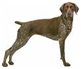http://t0.gstatic.com/images?q=tbn:oz-c6yw2eKlqSM%3Ahttp://myds.sakura.ne.jp/z-animal-e/dog/german-shorthaired-pointer/a.gif