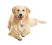 http://t2.gstatic.com/images?q=tbn:Nt4qHJJlPKqzDM%3Ahttp://www.istockphoto.com/file_thumbview_approve/3694752/2/istockphoto_3694752-golden-retriever-lying-down-isolated-on-white-background.jpg