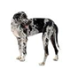 http://t1.gstatic.com/images?q=tbn:Wvrhacc5Fk5r9M%3Ahttp://www.istockphoto.com/file_thumbview_approve/4204870/2/istockphoto_4204870-great-dane-harlequin.jpg