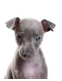 http://t0.gstatic.com/images?q=tbn:rm9sF-WCJ9UBPM:http://us.123rf.com/400wm/400/400/dixi_/dixi_0805/dixi_080500180/3063421.jpg