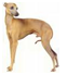 http://t3.gstatic.com/images?q=tbn:pPMT8j3WQKTLcM%3Ahttp://www.grizzlyrun.com/Files/Images/Image_Gallery/Italian_greyhound.jpg