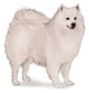 http://t2.gstatic.com/images?q=tbn:ley--TItmy6DFM%3Ahttp://www.dog-spoiling-made-easy.com/image-files/american-eskimo-dog.jpg