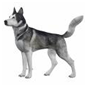 http://t1.gstatic.com/images?q=tbn:lnW1Ptb2PL_IAM%3Ahttp://artzone.daz3d.com/userfiles/119/image/DAZ_MilDog/malamute.jpg