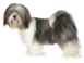 lhasa-apso[1]