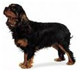 http://t3.gstatic.com/images?q=tbn:k8wfNxbLreo22M:http://www.dog-dna.com/breed/photos/Cavalier-King-Charles-Spaniel.jpg