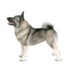 http://t1.gstatic.com/images?q=tbn:L34doBwOwKLvcM%3Ahttp://dogtime.com/images/breeds/large/norwegian-elkhound.jpg