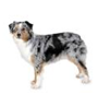 http://t2.gstatic.com/images?q=tbn:IQFmsy9iVcA8EM%3Ahttp://images.dogtime.com/images/breeds/large/australian-shepherd.jpg