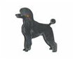http://t2.gstatic.com/images?q=tbn:XGxiBXn_8om0HM%3Ahttp://www.dandydesign.com/images/poodle_std_blk.jpg