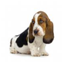 http://t1.gstatic.com/images?q=tbn:5E8t6J37vR3oQM%3Ahttp://jessicacabot.files.wordpress.com/2009/10/bassett-hound.jpg