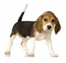 http://t2.gstatic.com/images?q=tbn:uhM6t-_4p4zJ0M:http://www.pet-net.net/dogs-puppies/articles/Beagle.jpg