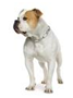 http://t0.gstatic.com/images?q=tbn:pfY0j-XicxIGiM%3Ahttp://www.dogpage.us/images/american-bulldog1.jpg