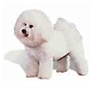 http://t1.gstatic.com/images?q=tbn:yEwprv9Od1po9M:http://www.digitaldog.com/images/breeds/bichon.jpg